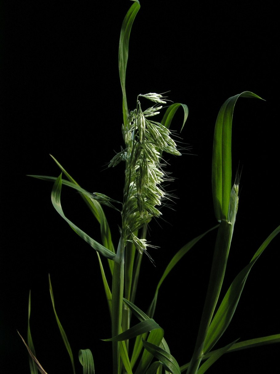 Обои на рабочий стол поле пшеницы