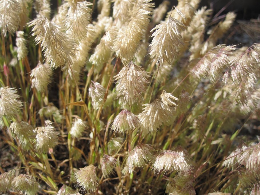 Ковыль (Лессинга и Сарептский)