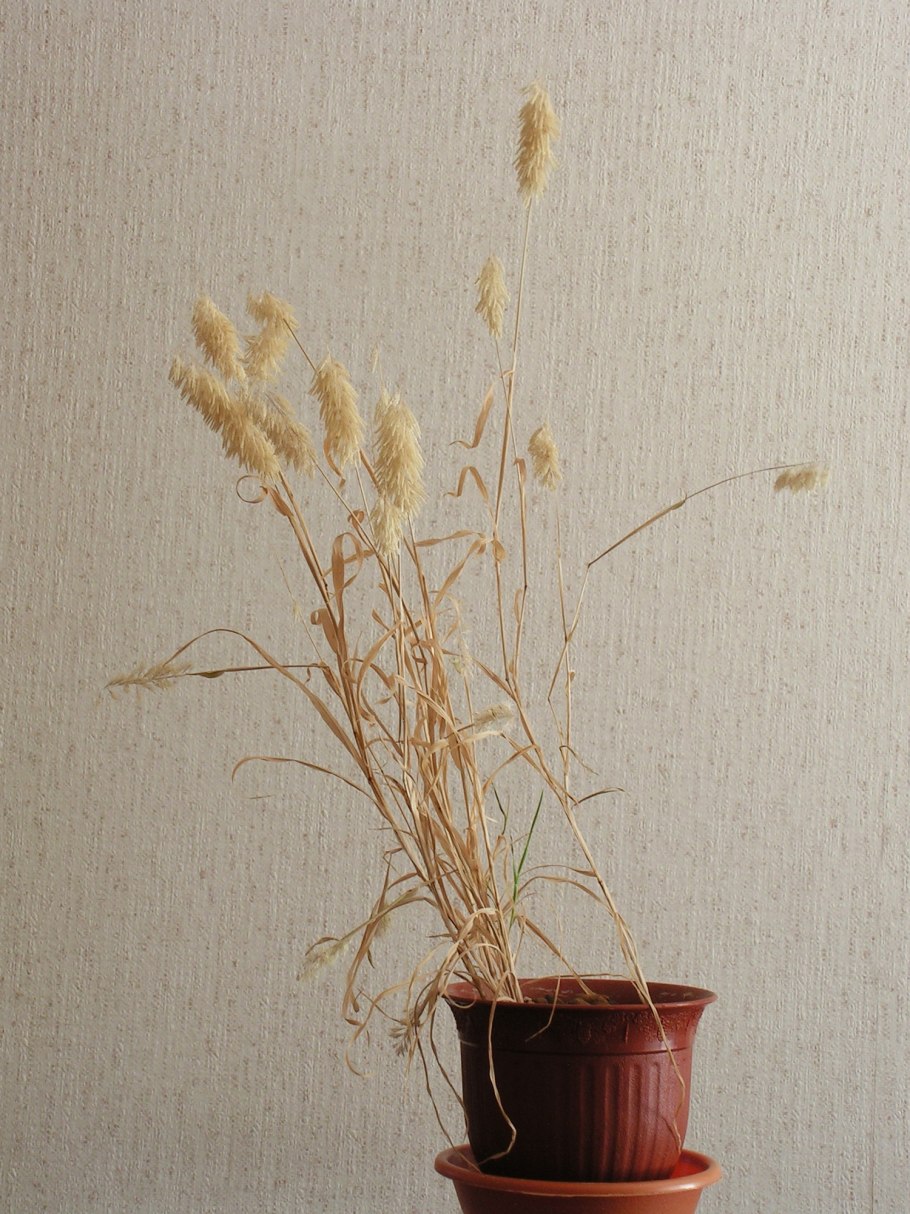 Бриза трясунка Амазонка