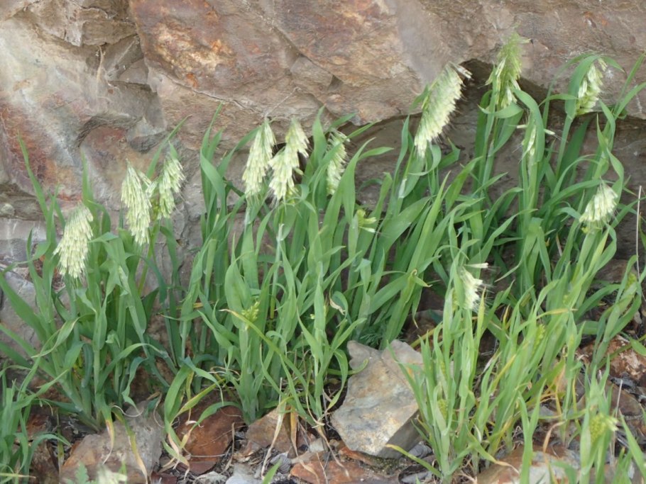 Ламаркия золотистая