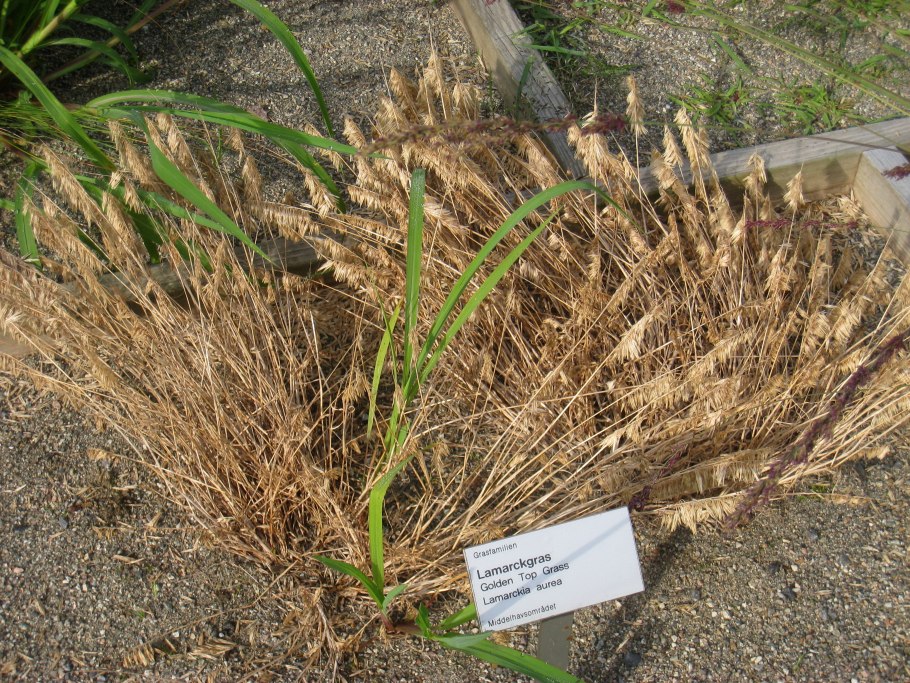 Calamagrostis pseudophragmites