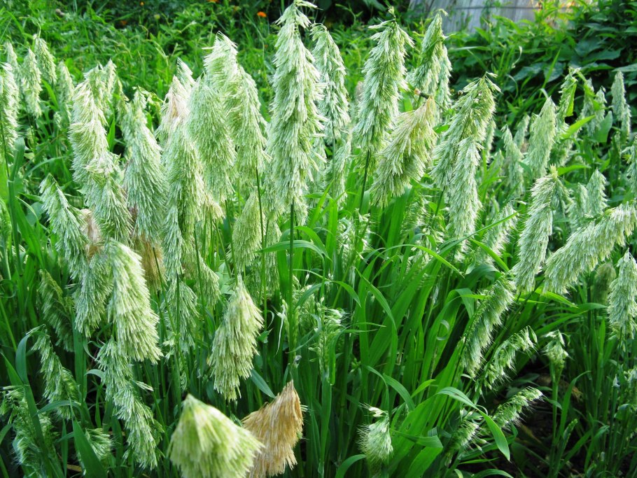 Ламаркия золотой дождь