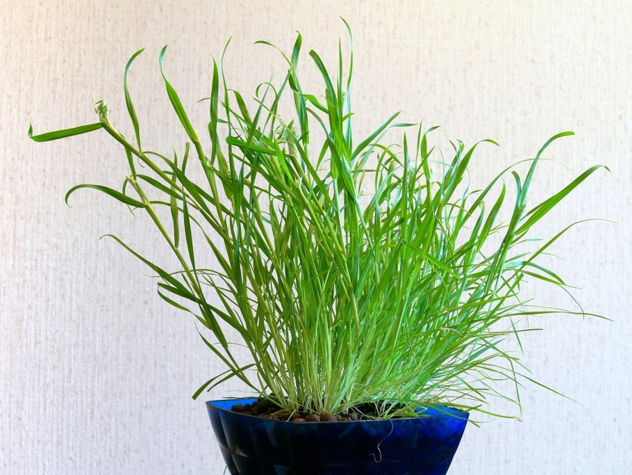 Лилеопсис новозеландский