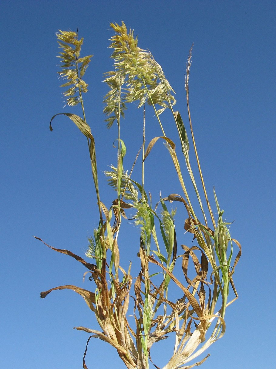 Пеннисетум Лисий хвост