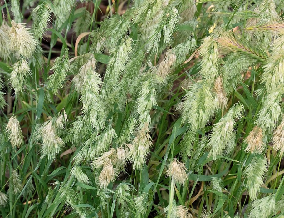 Ламаркия золотистая (Lamarckia Aurea)