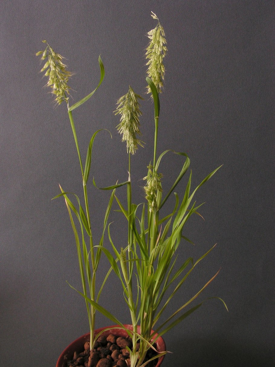 Ламаркия золотистая