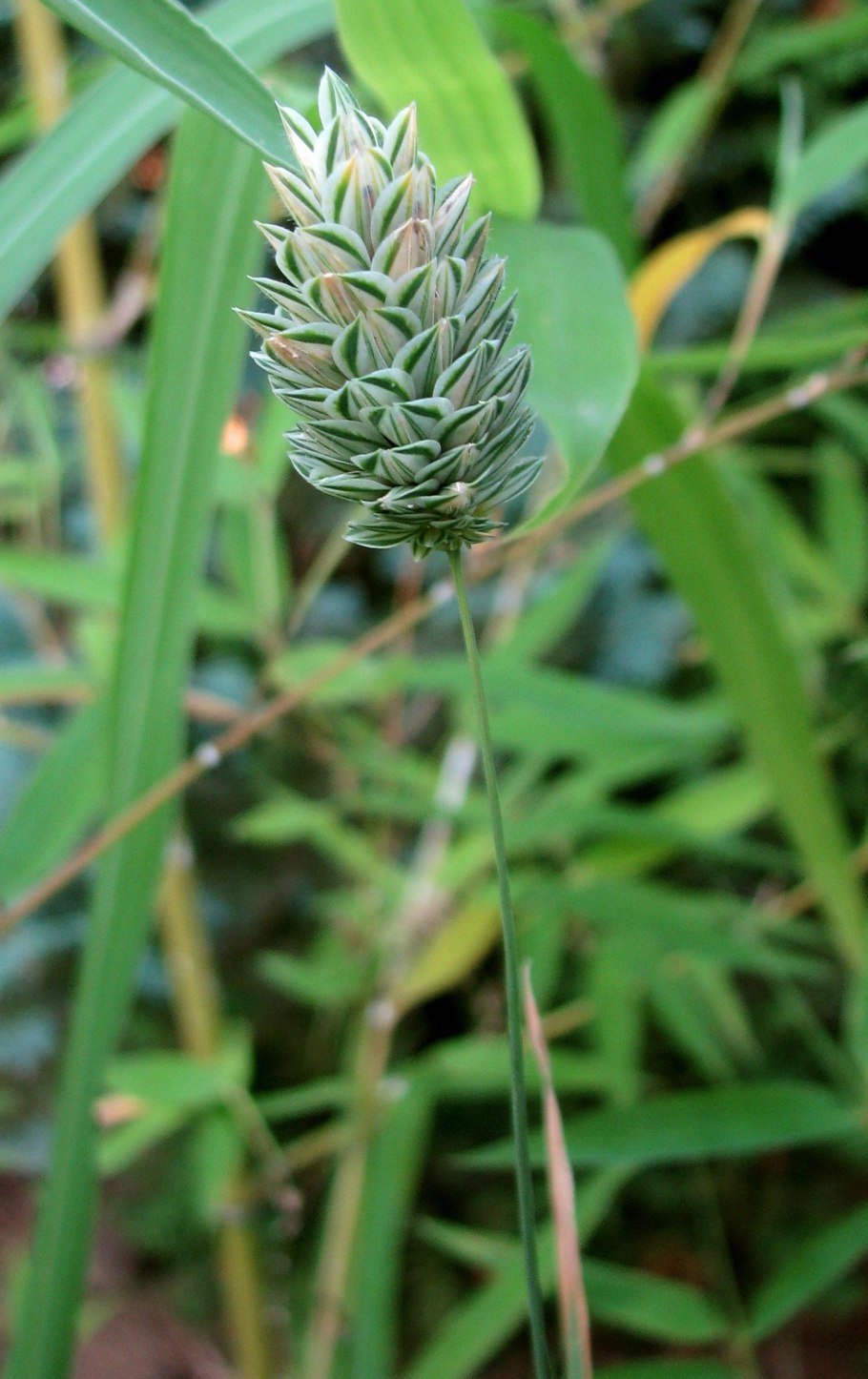 Канареечник канарский