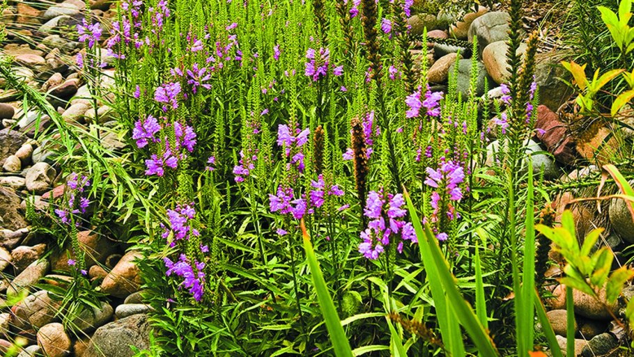 Фалярис семена