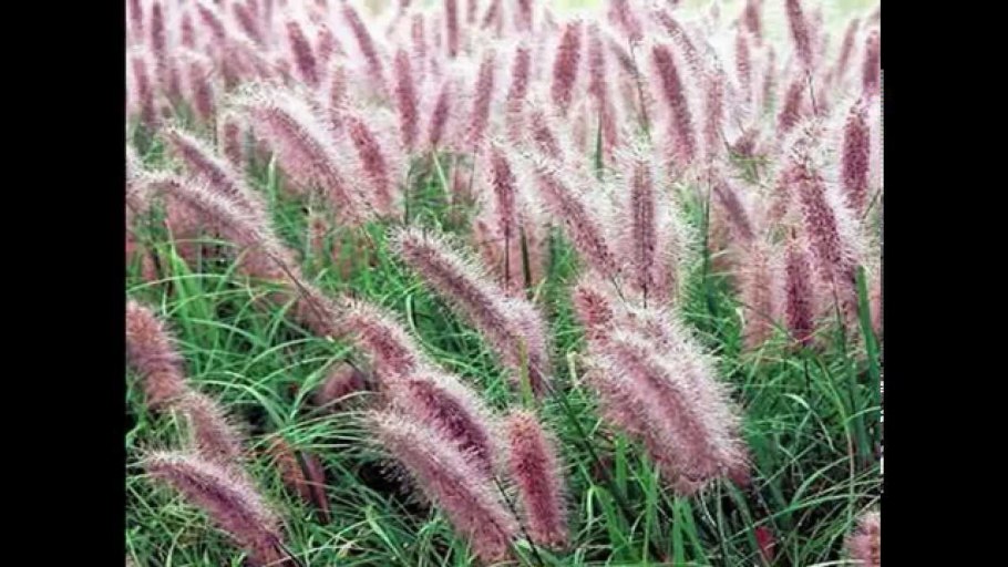 Ситник мечелистный