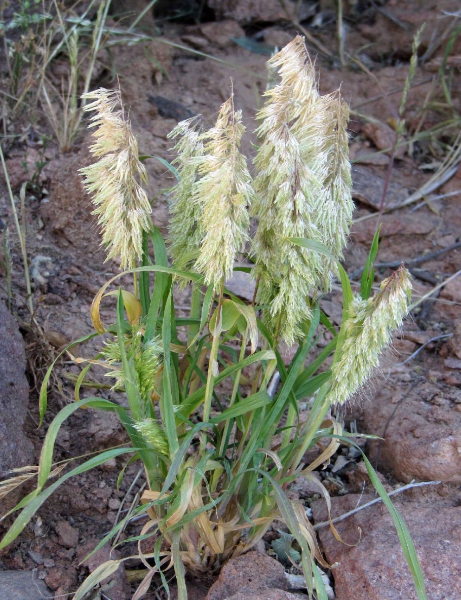 Ламаркия золотой дождь