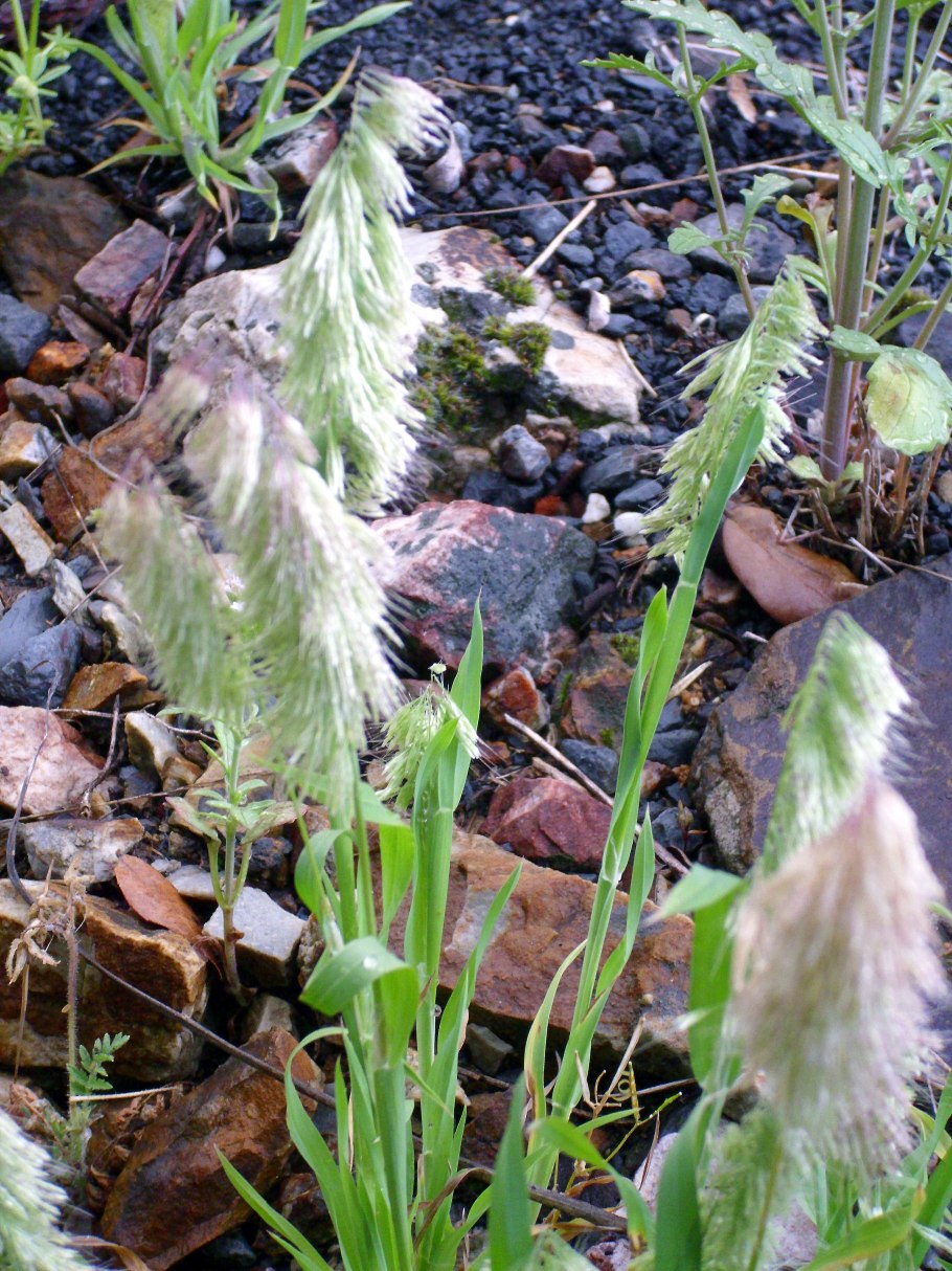 Осока двутычинковая