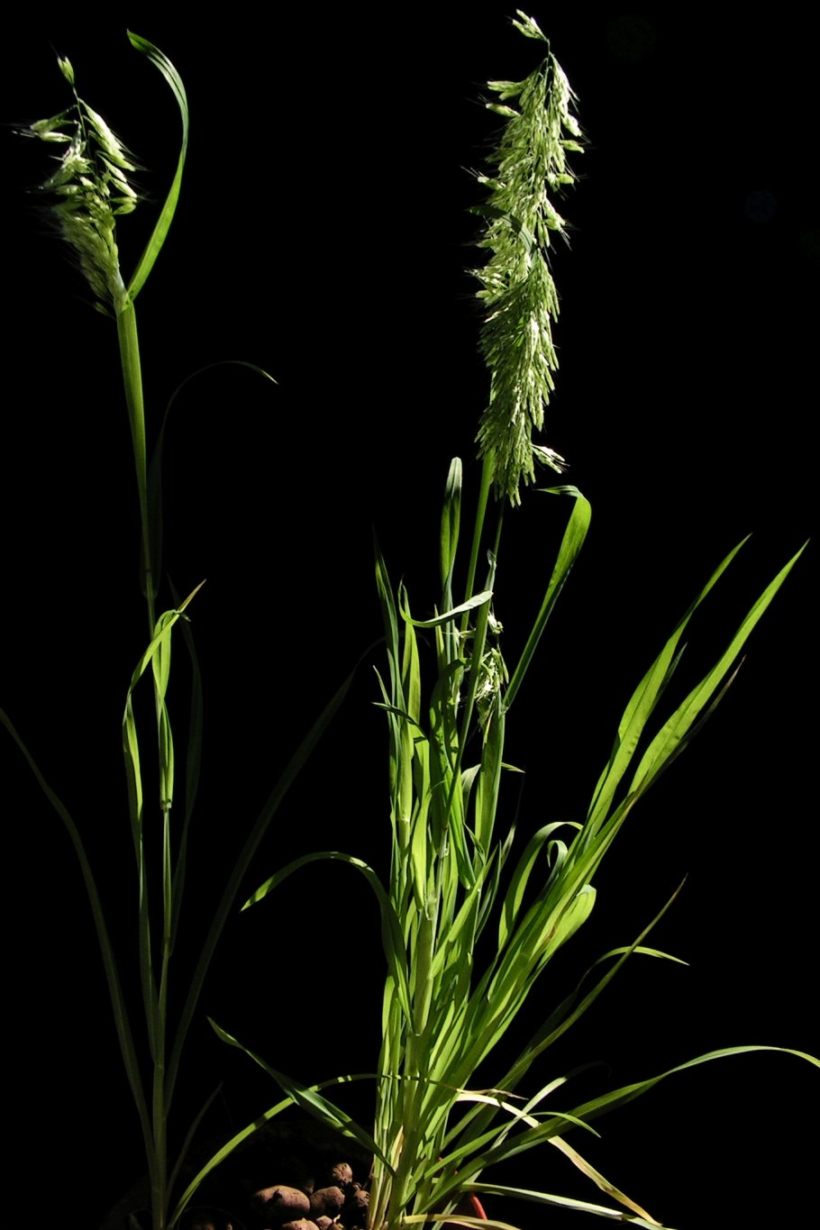 Мятликовые (триба)