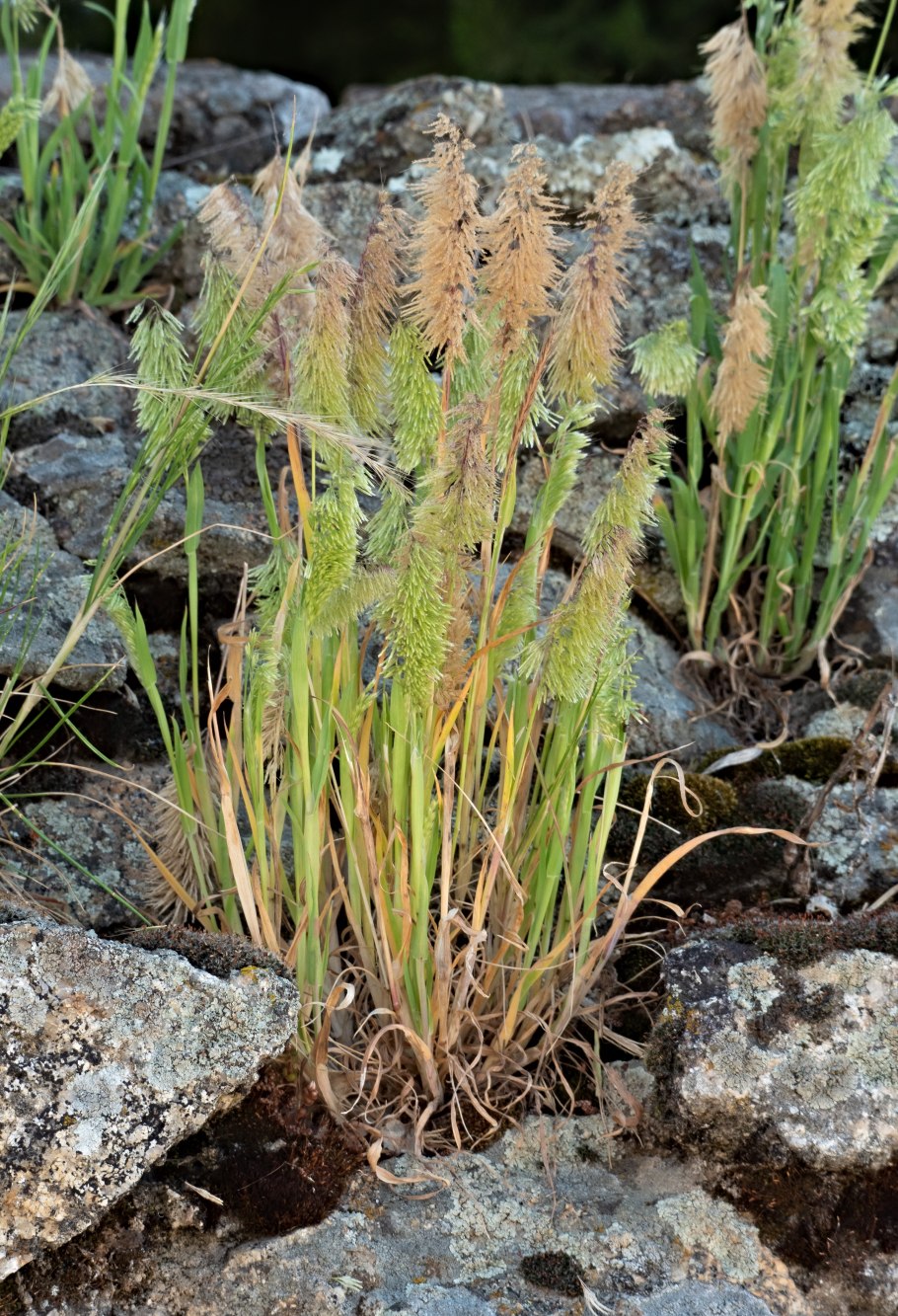 Ламаркия золотистая