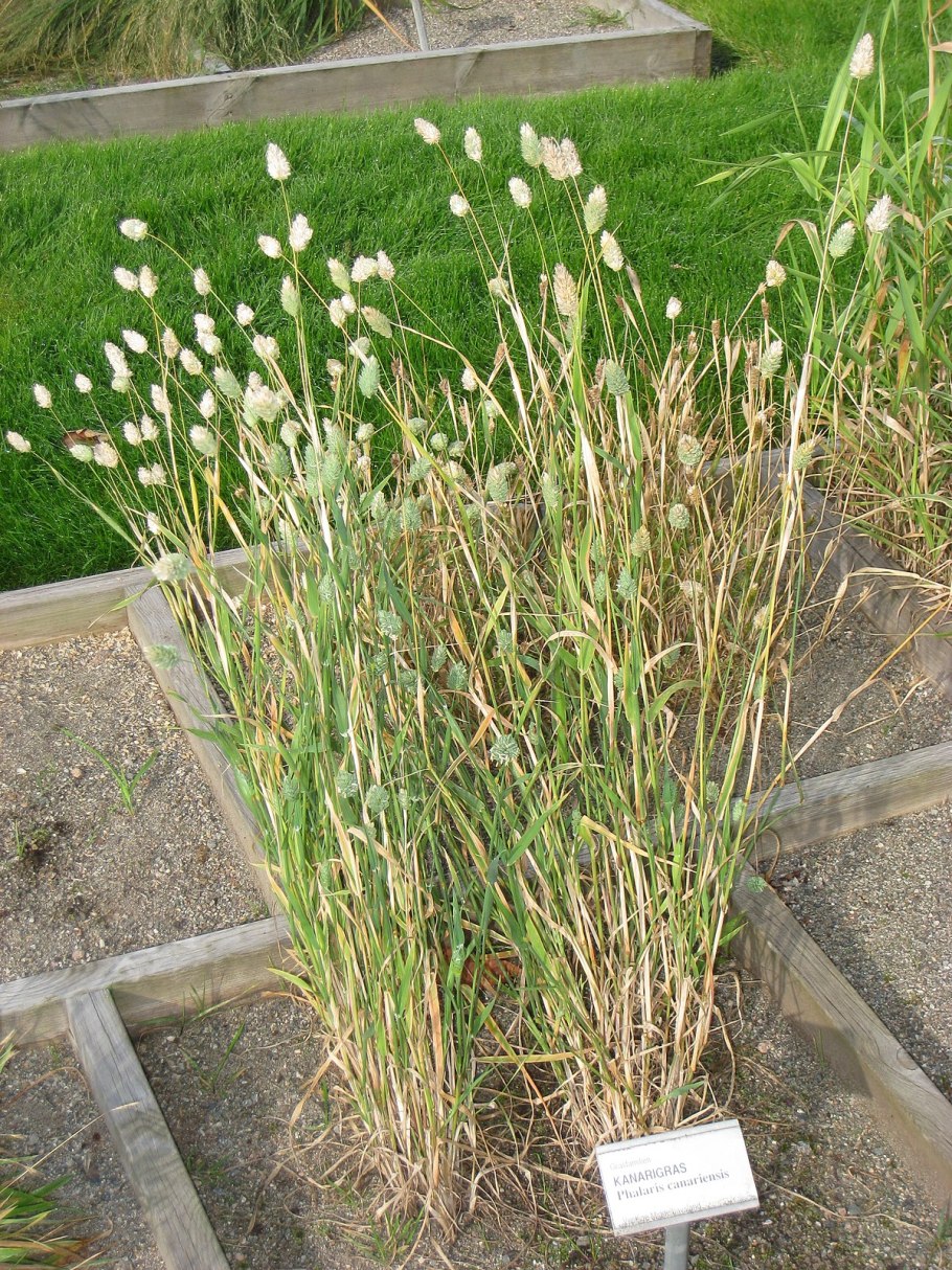 Фалярис канарский