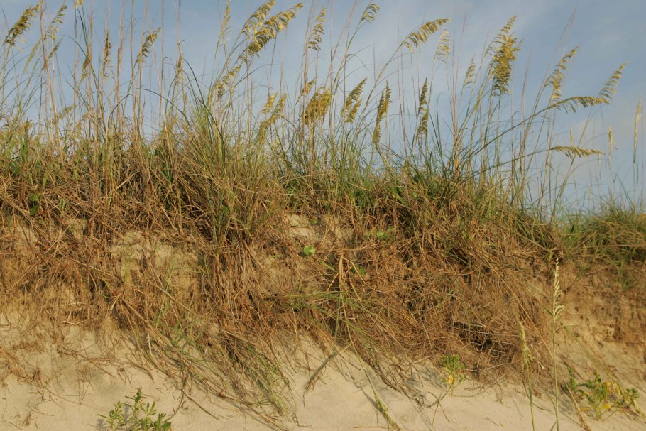 Мискантус китайский 'Rotfuchs'