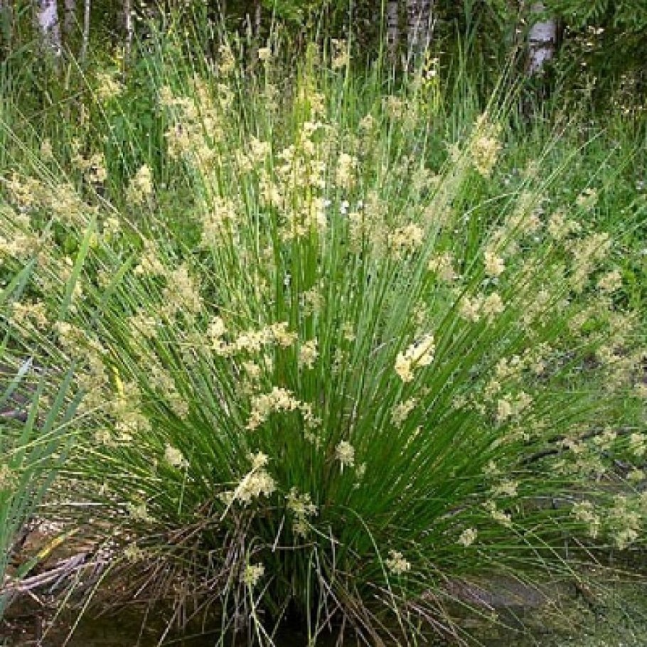 Ковыль ячмень гривастый