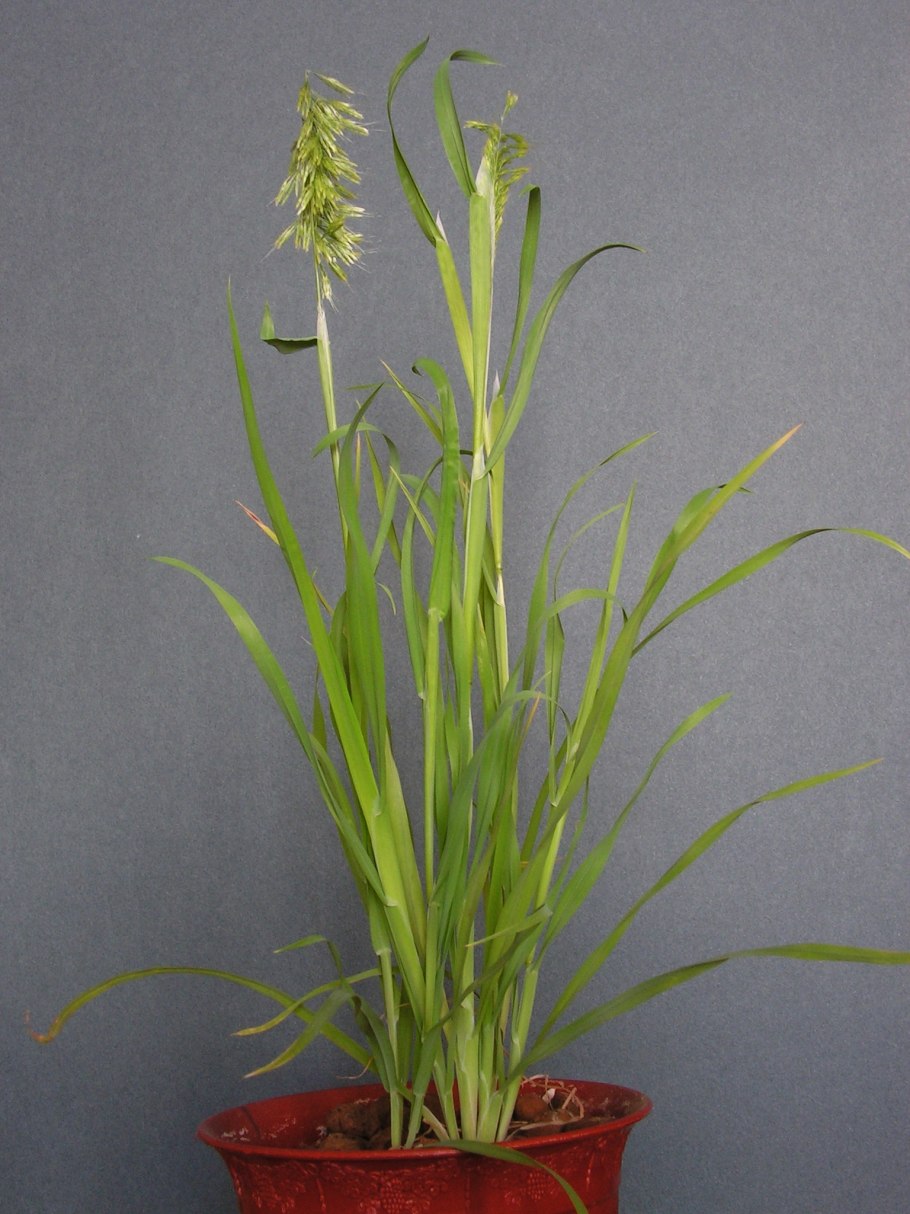 Гребенник Cynosurus cristatus