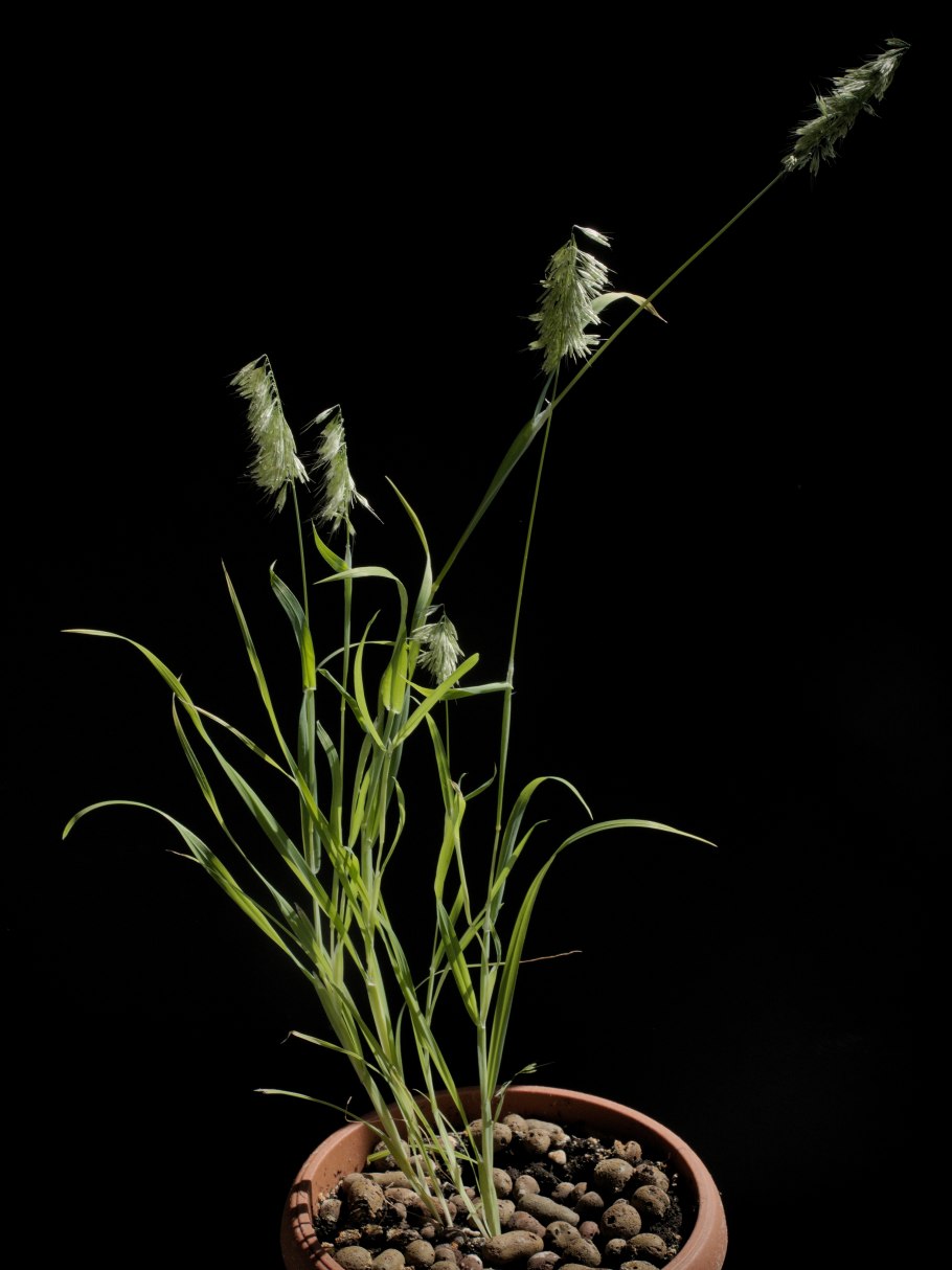 Зайцехвост яйцевидный