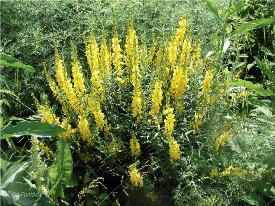 Гомфрена сухоцвет