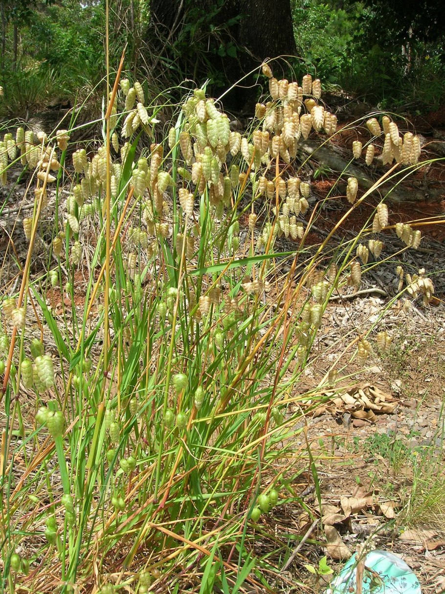 Ламаркия золотистая