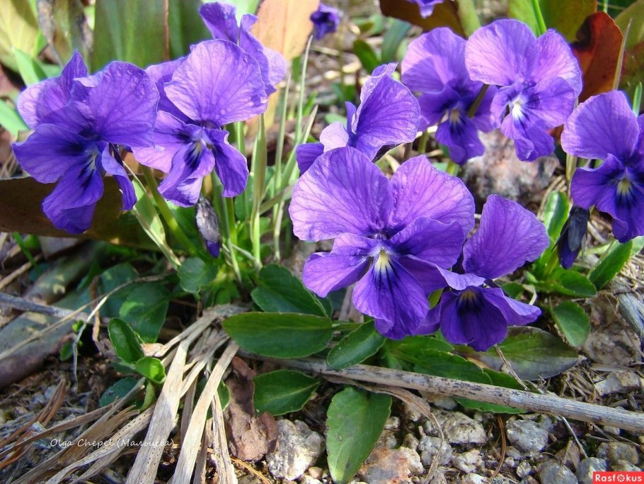 Фиалка Болотная (Viola palustris)