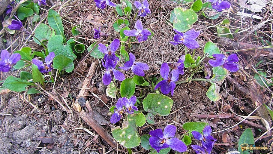 Фиалка Rob's Cotton Ball