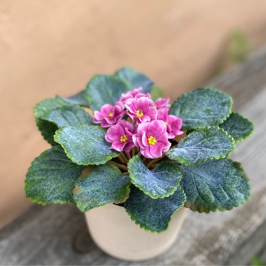 Фиалка сестринская Рубра