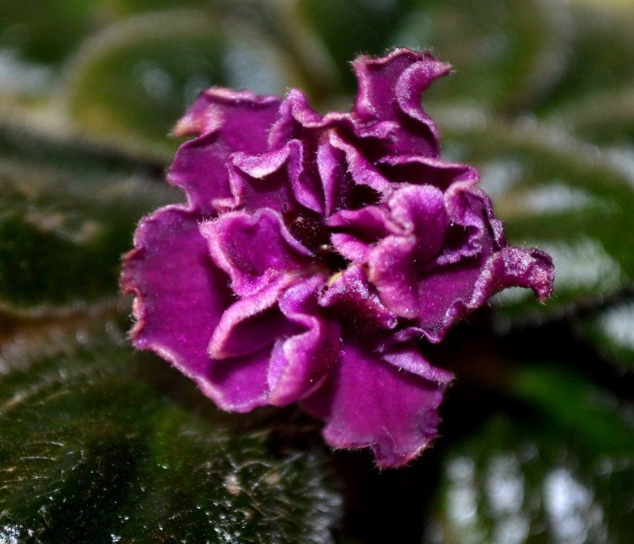 Фиалка african violet ness