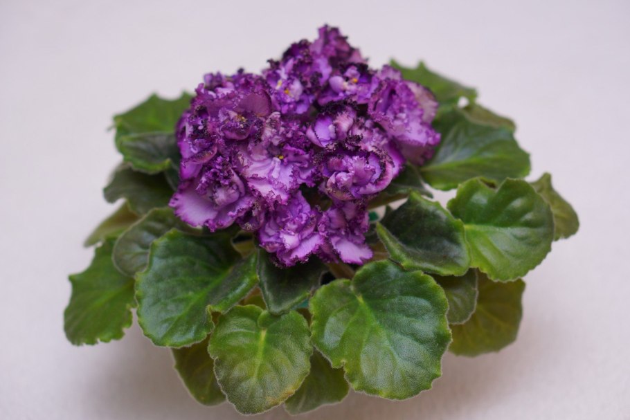 Фиалка миднайт твист