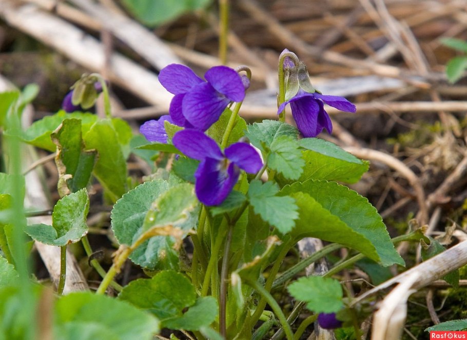 Фиалка Ruffled Skies