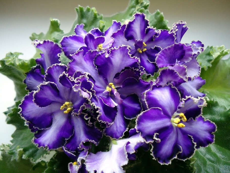 Фиалка опушённая