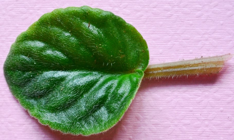 Фиалка пестрая Садовая зимостойкость