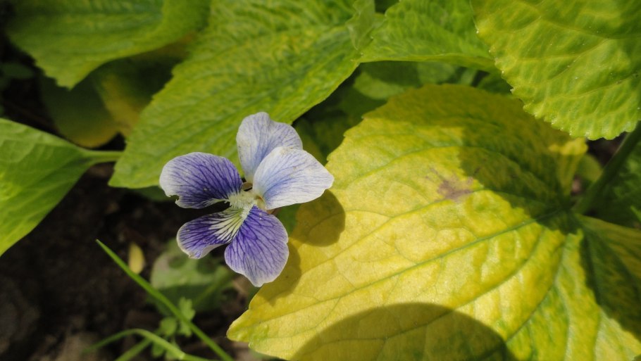 Фиалка мотыльковая  фриклес