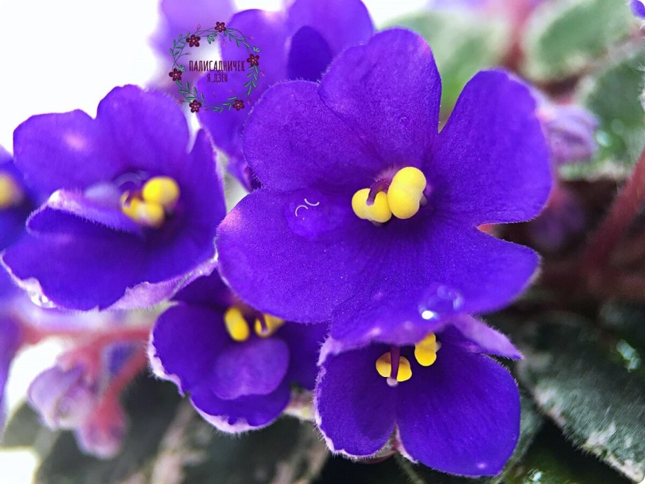 Фиалка дикая