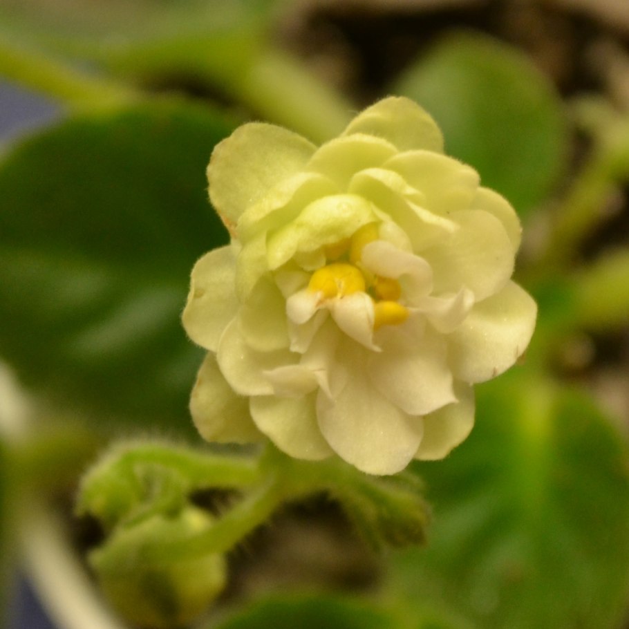 Фиалка спринг роуз