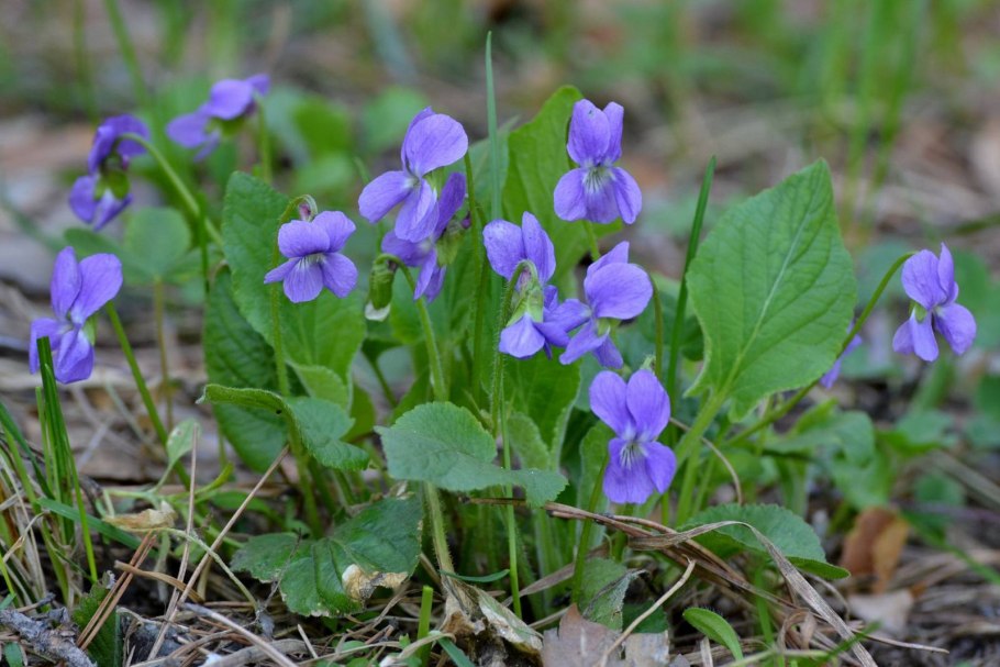 Фиалка Морица