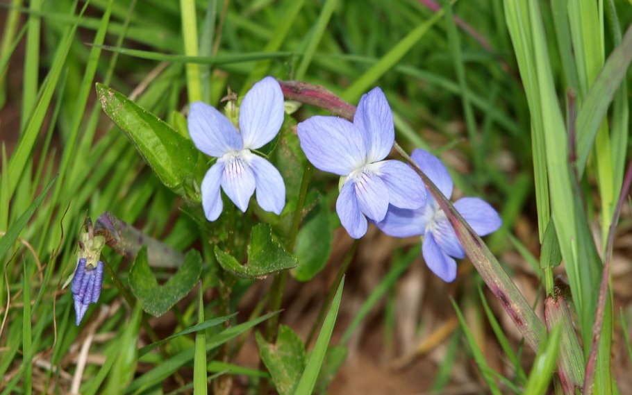 Фиалка нд Альбукерке