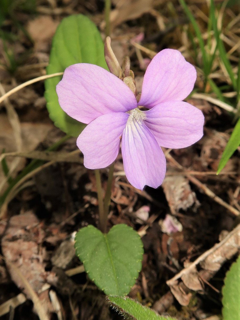 Фиалка Лесная Виола