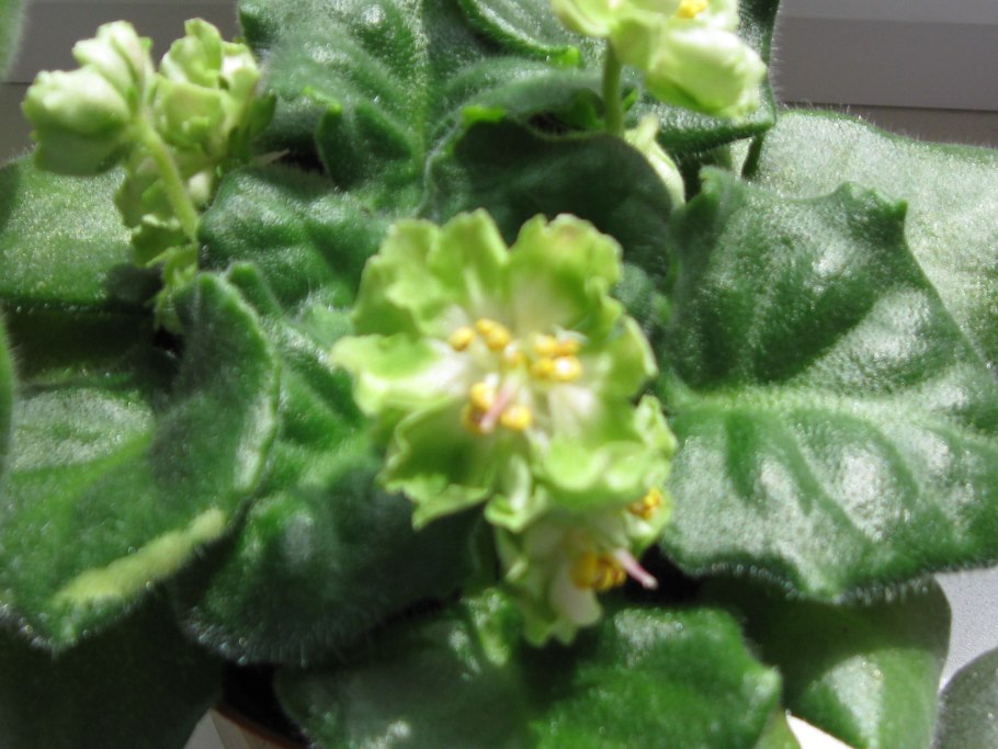 Фиалка ле мохито