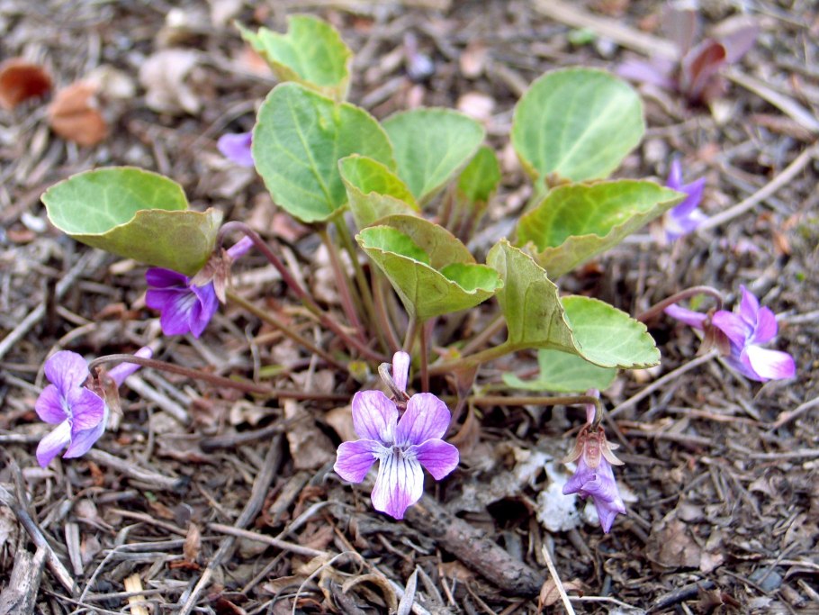 Фиалка удивительная viola mirabilis