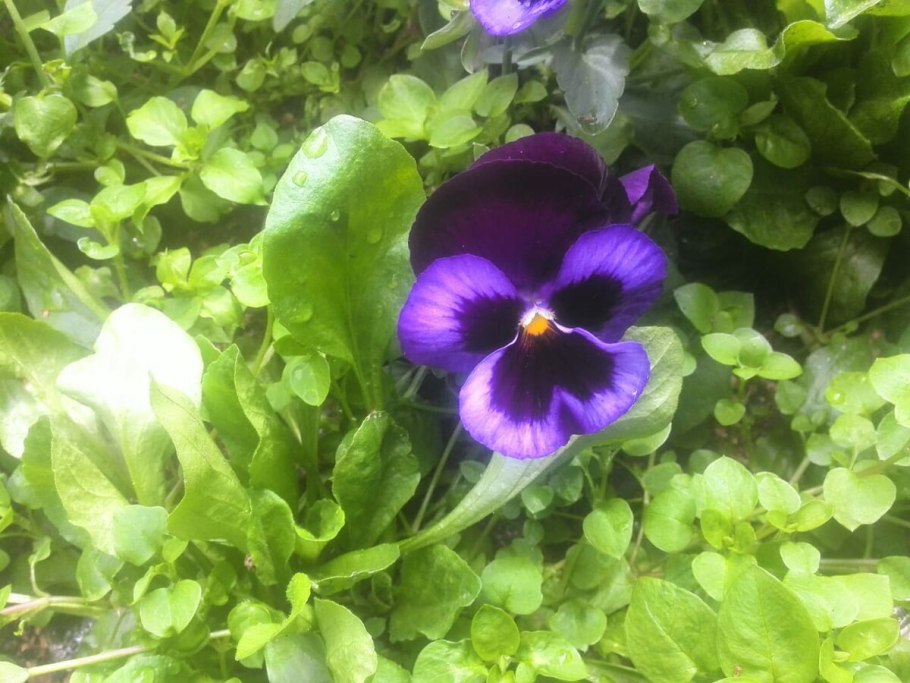 Фиалка пт Калахарский САМОЦВЕТ