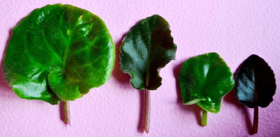 Фиалка узамбарская листовые черенки