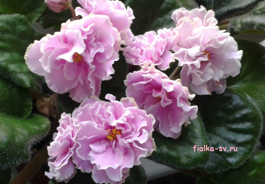 Фиалка алая мантия