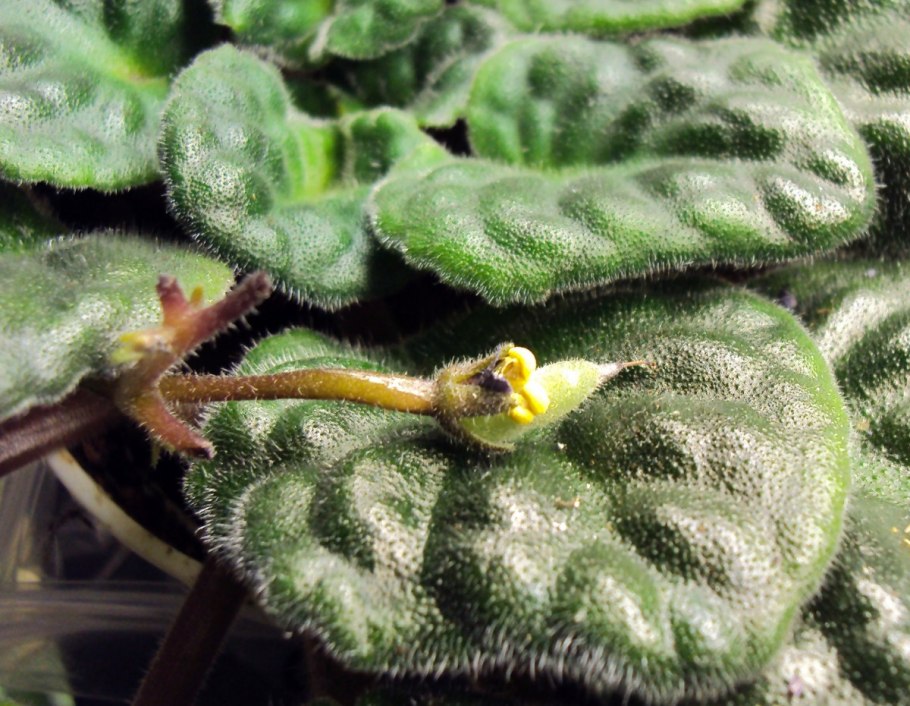 Трипс на фиалках