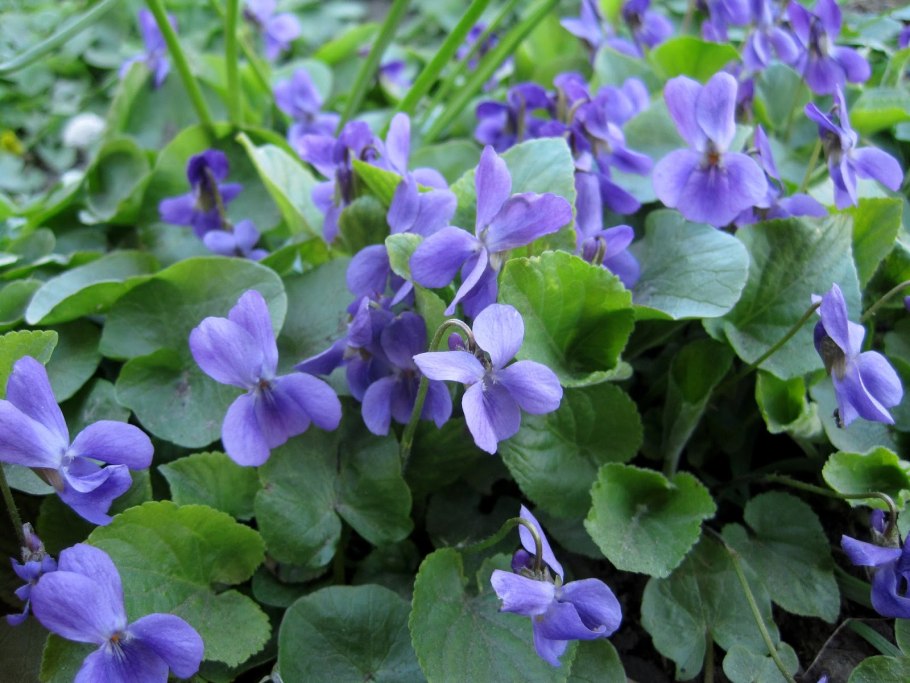 Фиалка пл лесная