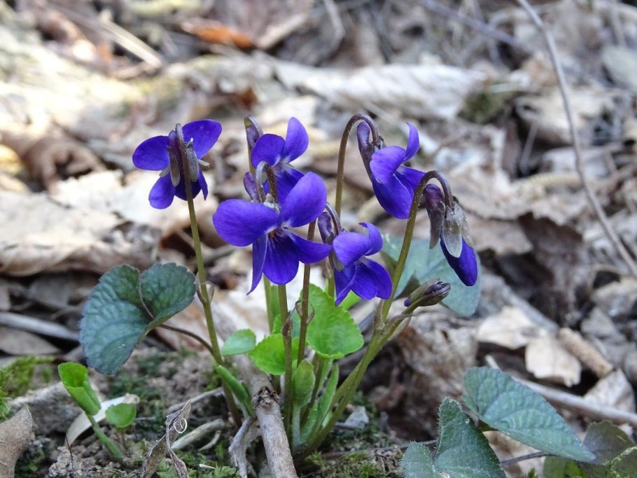 Первоцвет фиалка лесная