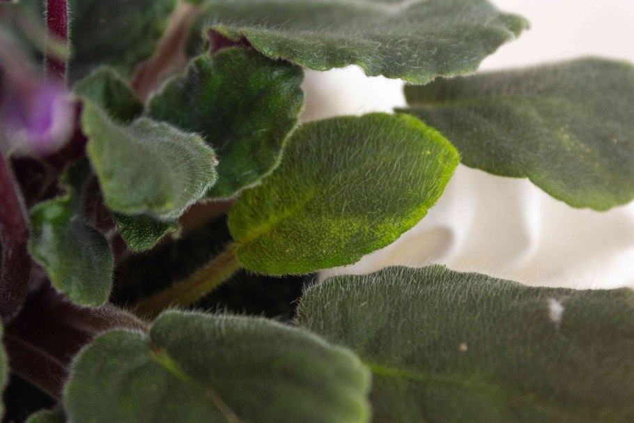 Трипсы на фиалках