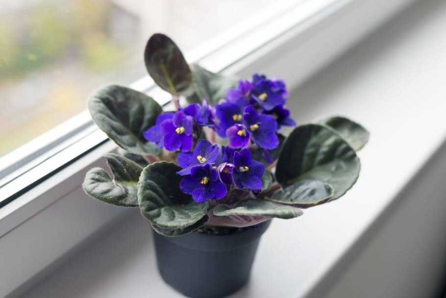 Комнатная фиалка