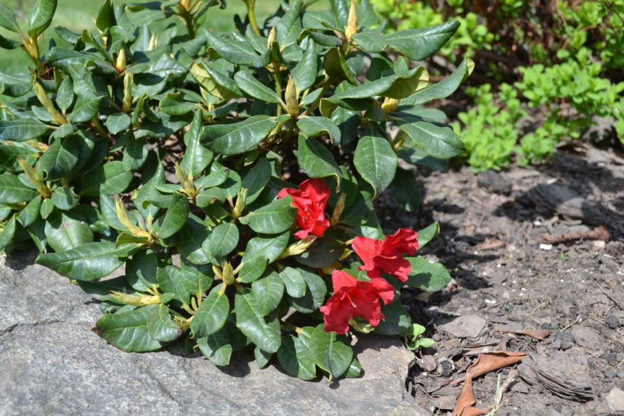 Rhodothamnus chamaecistus