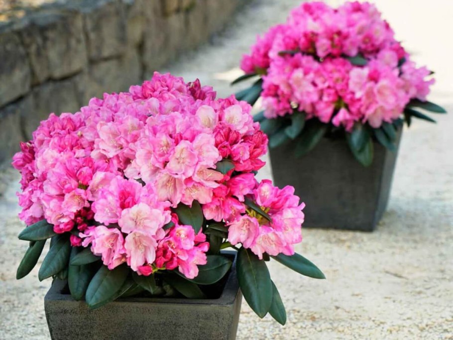 Рододендрон якушиманский микс